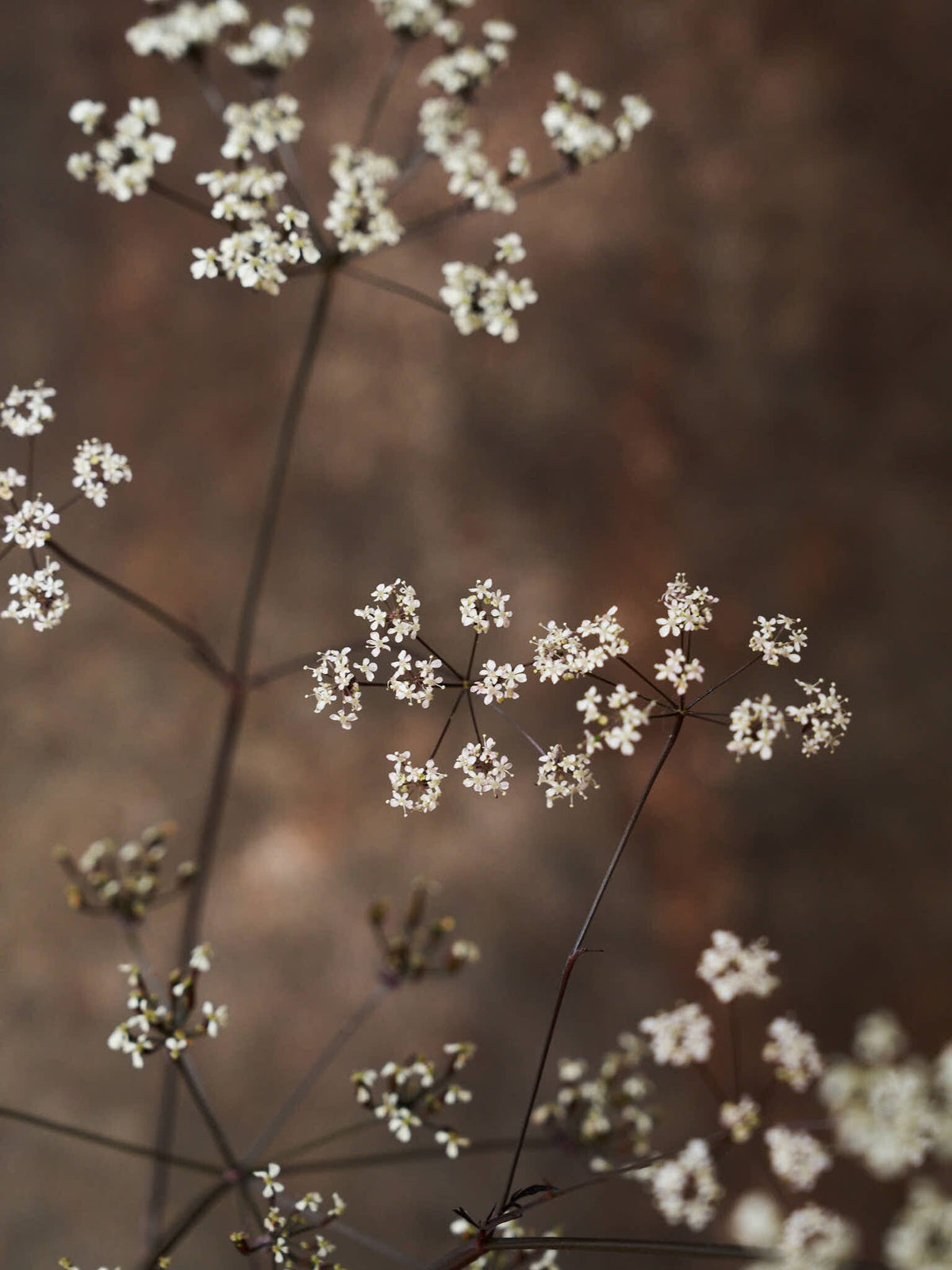 Vild Kørvel 'Ravenswing' Seed 