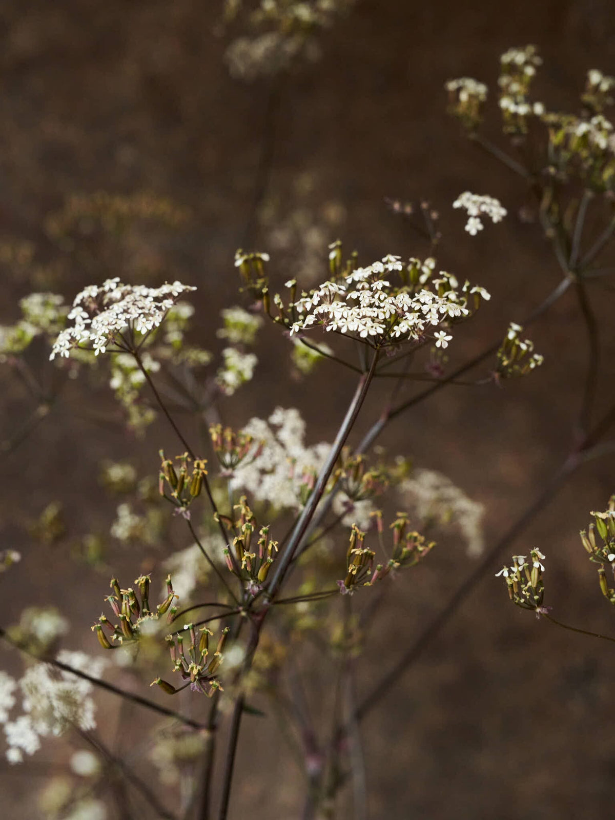Vild Kørvel 'Ravenswing' Seed 