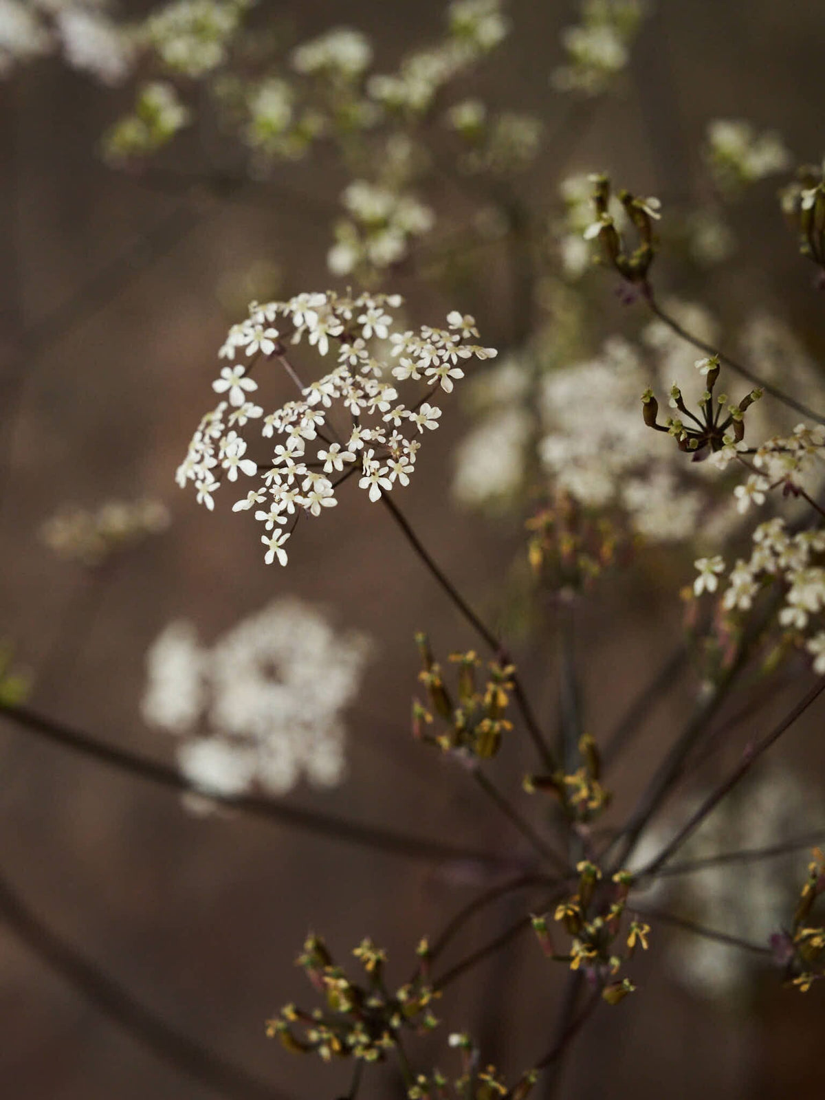 Vild Kørvel 'Ravenswing' Seed 