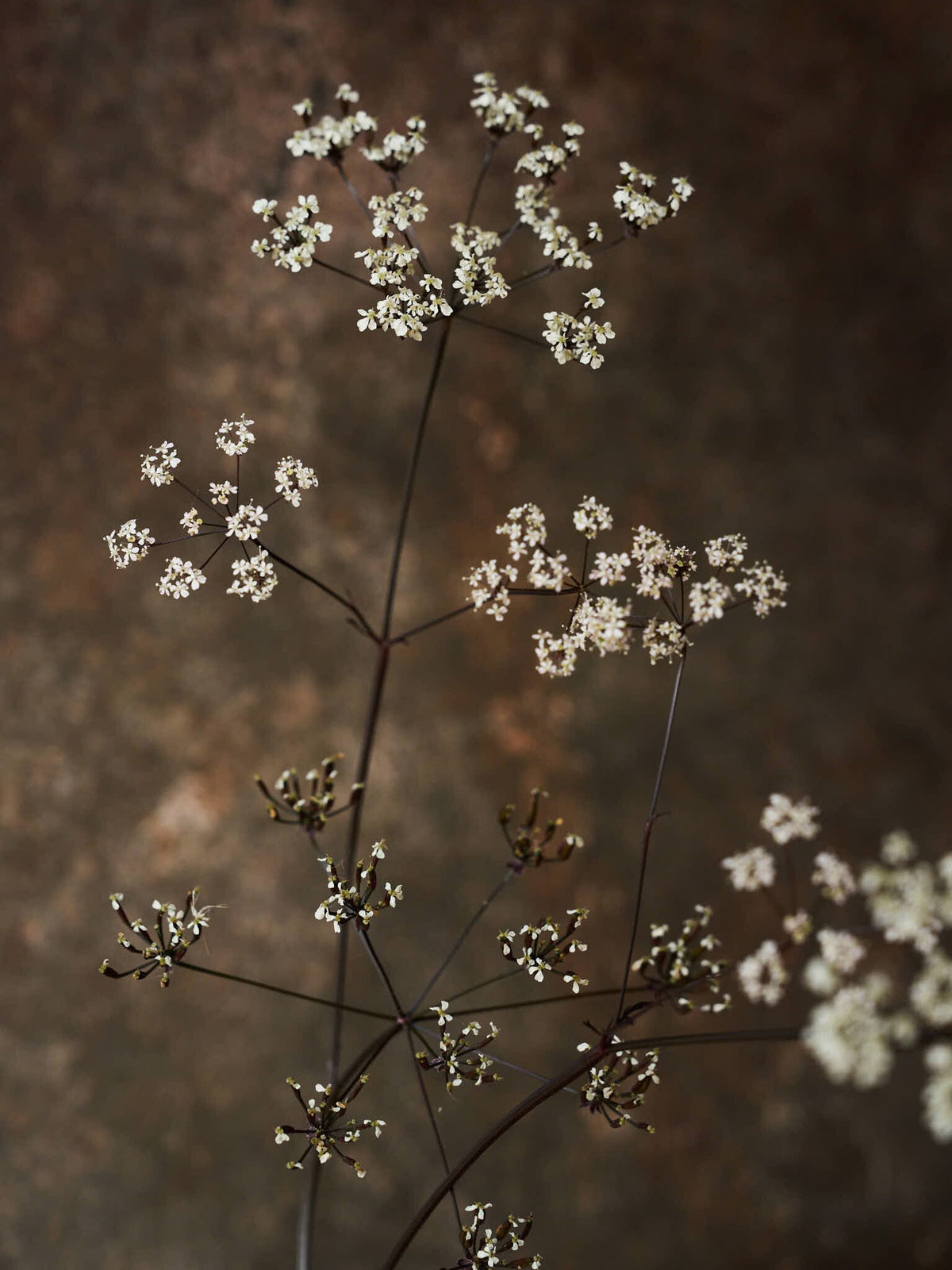 Vild Kørvel 'Ravenswing' Seed 