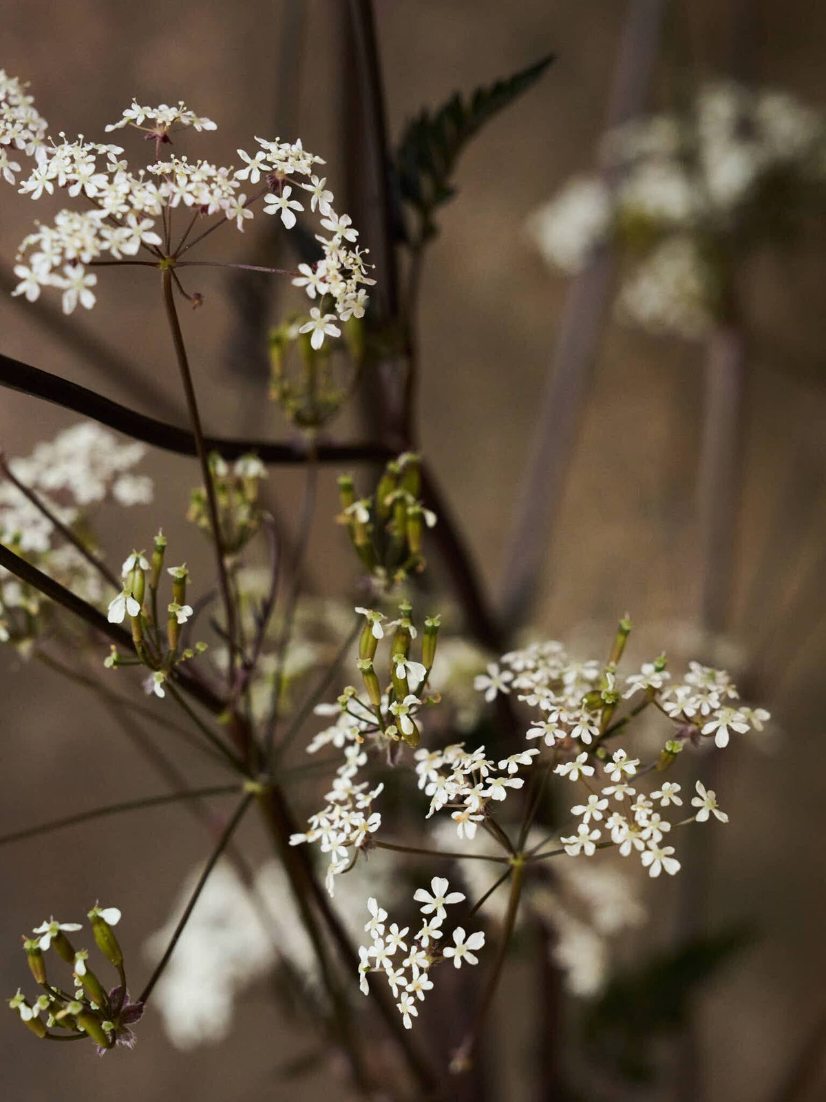 Vild Kørvel 'Ravenswing' Seed 