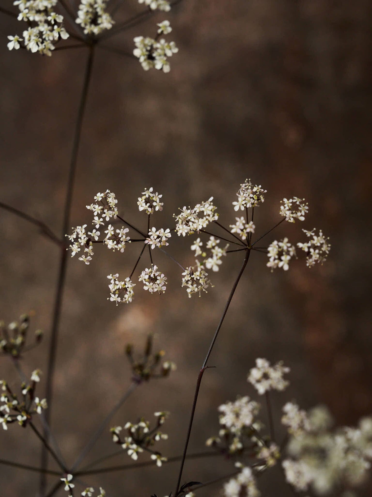 Vild Kørvel 'Ravenswing' Seed 