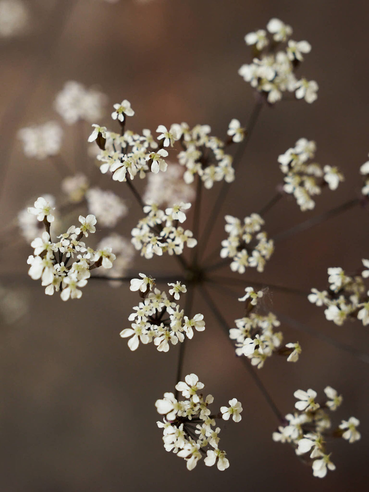 Vild Kørvel 'Ravenswing' Seed 