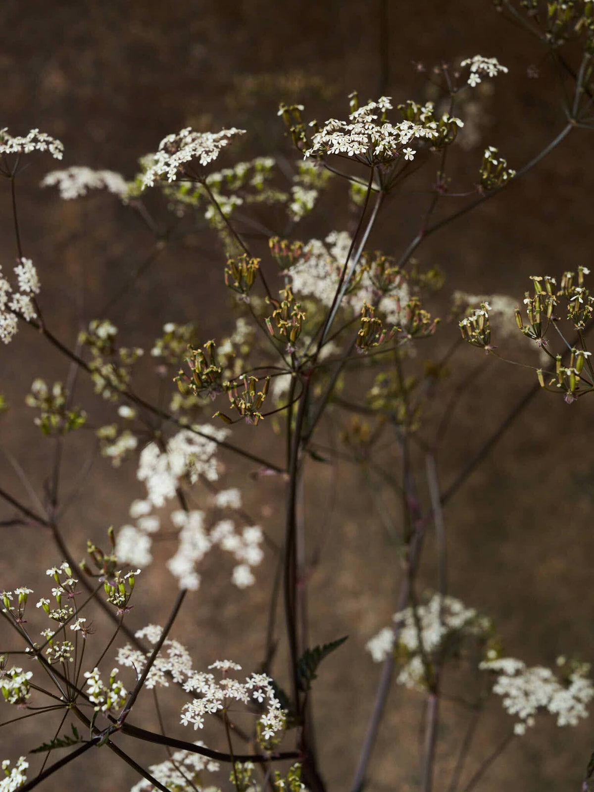 Vild Kørvel 'Ravenswing' Seed 