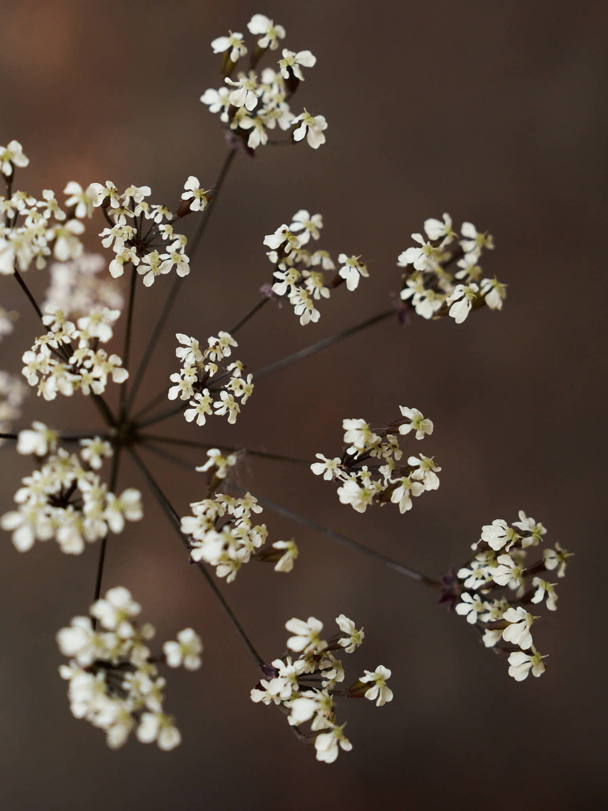 Vild Kørvel 'Ravenswing' Seed 
