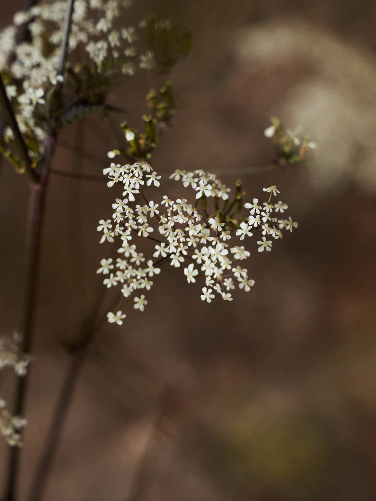 Vild Kørvel 'Ravenswing' Seed 