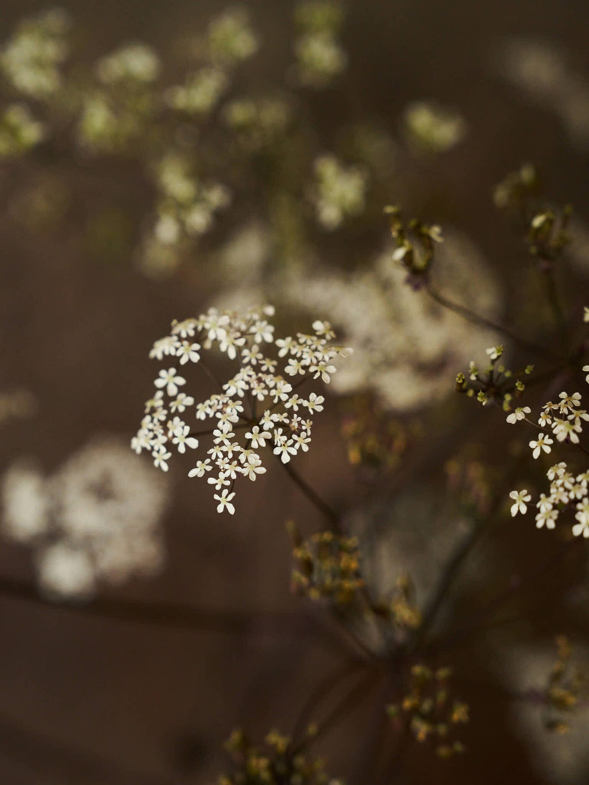 Vild Kørvel 'Ravenswing' Seed 