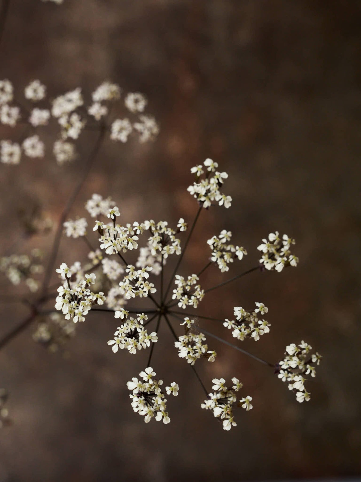 Vild Kørvel 'Ravenswing' Seed 