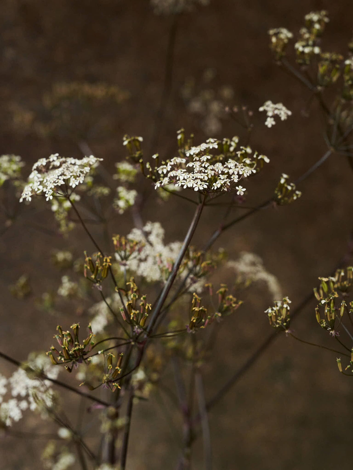 Vild Kørvel 'Ravenswing' Seed 