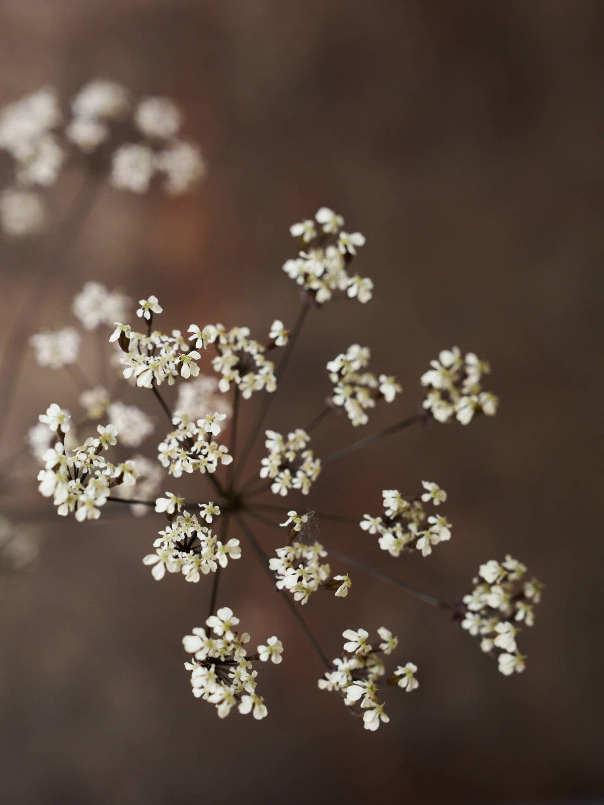Vild Kørvel 'Ravenswing' Seed 