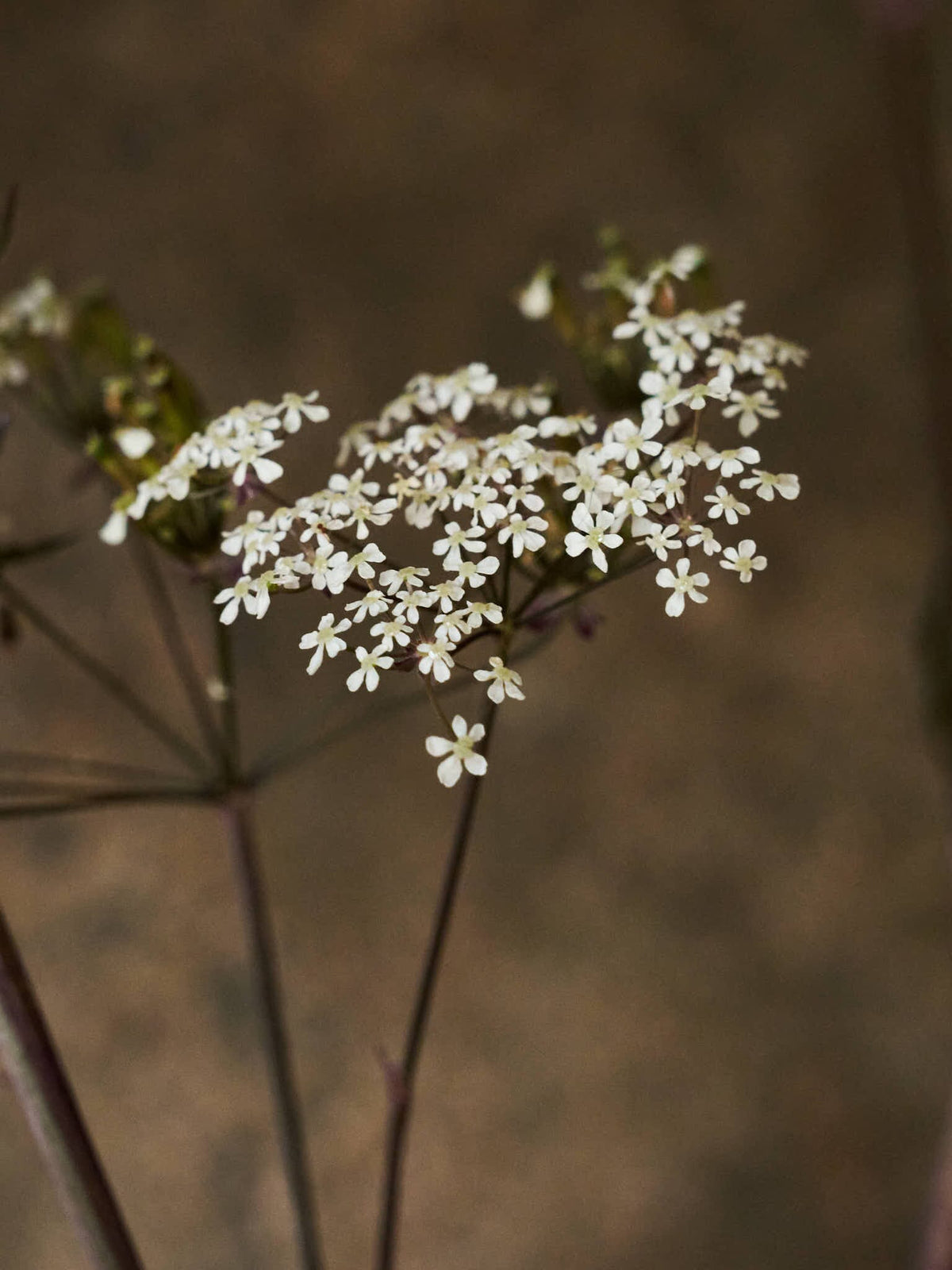 Vild Kørvel 'Ravenswing' Seed 