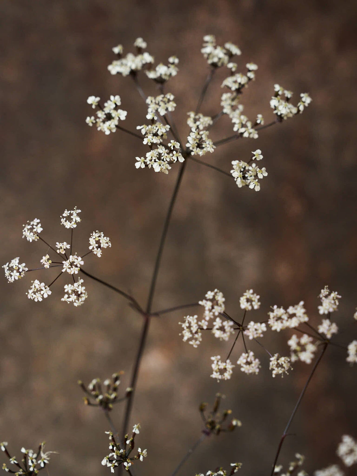 Vild Kørvel 'Ravenswing' Seed 