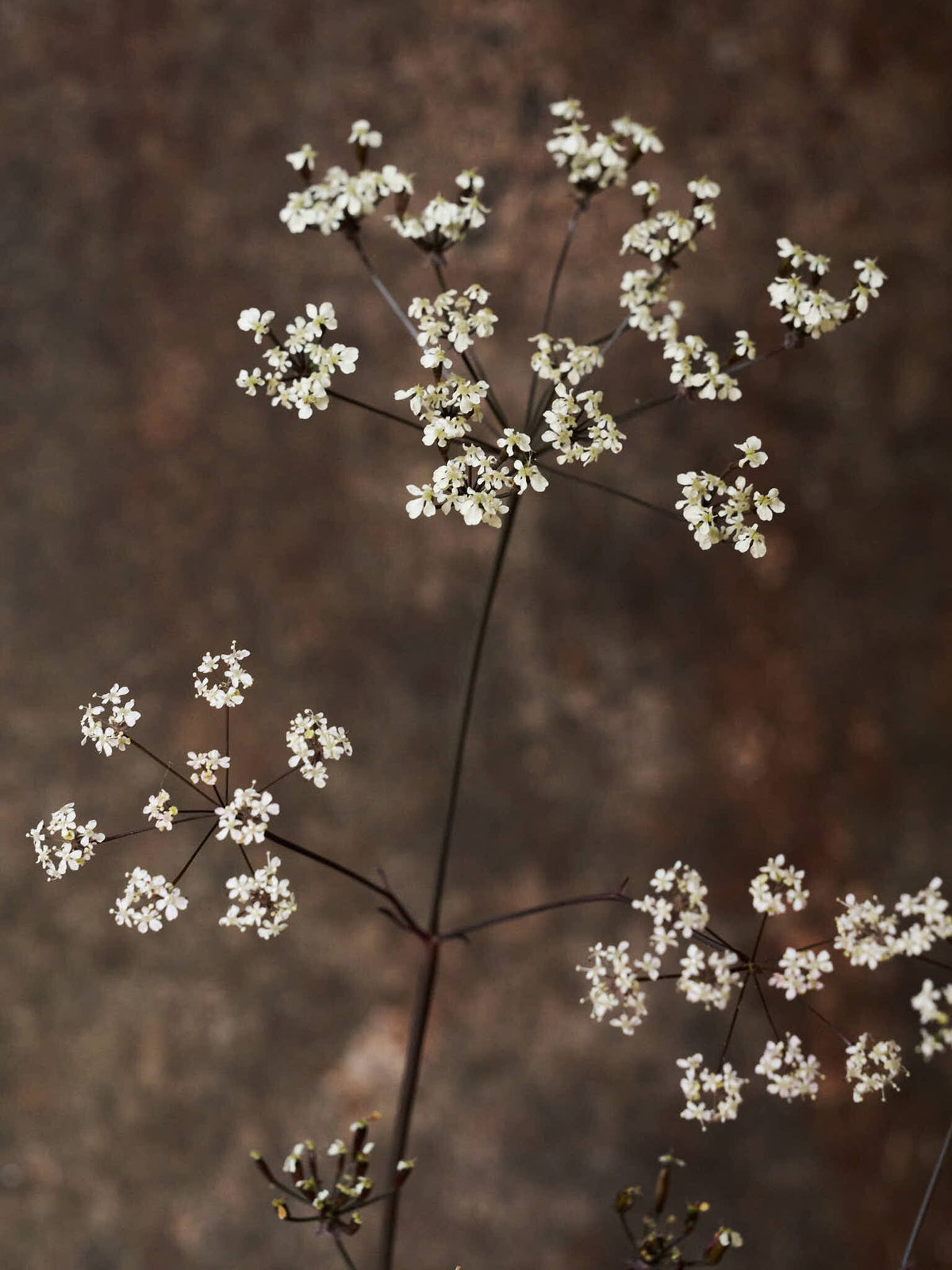 Vild Kørvel 'Ravenswing' Seed 
