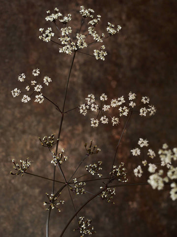 Vild Kørvel 'Ravenswing' Seed 