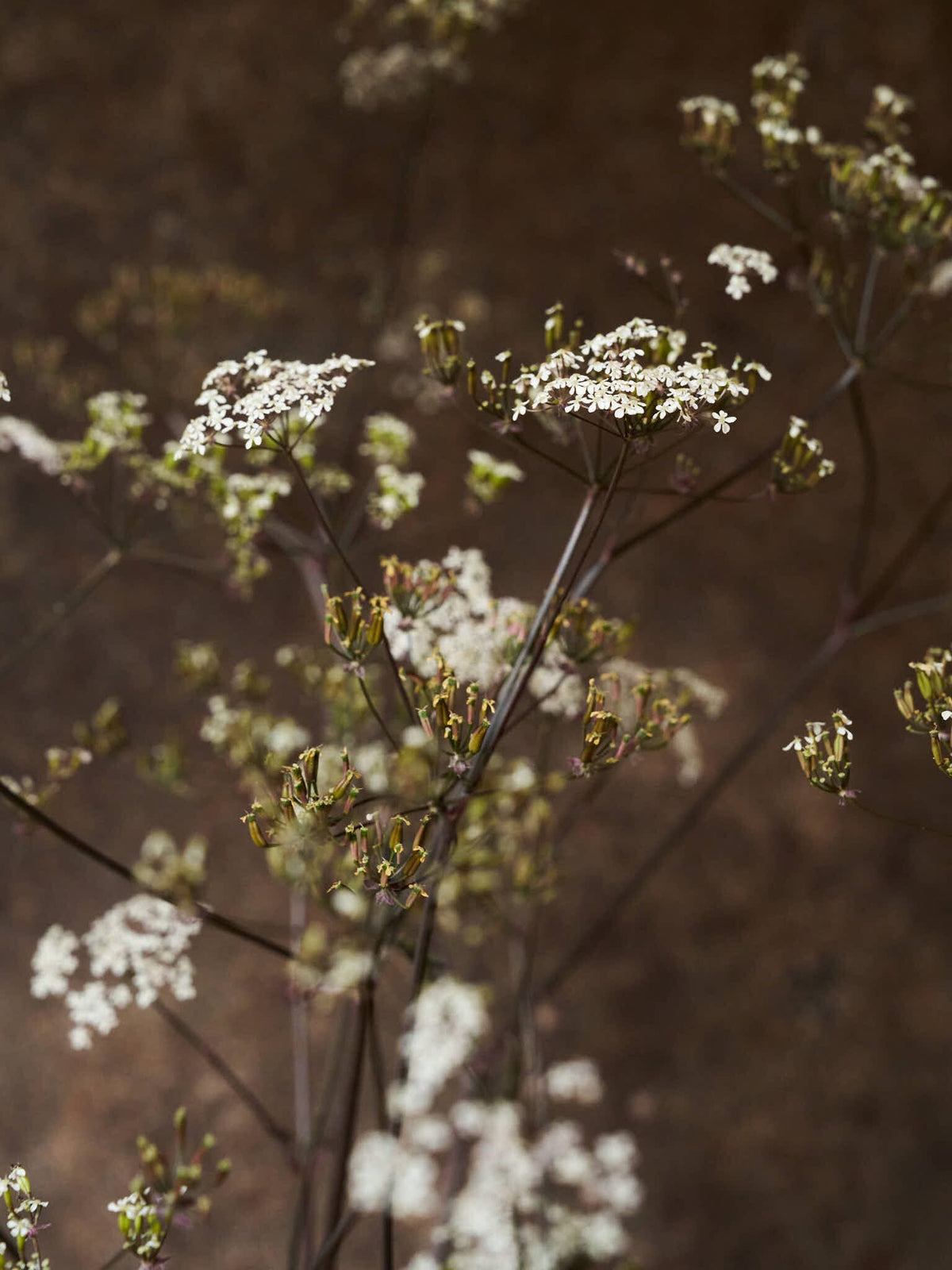 Vild Kørvel 'Ravenswing' Seed 