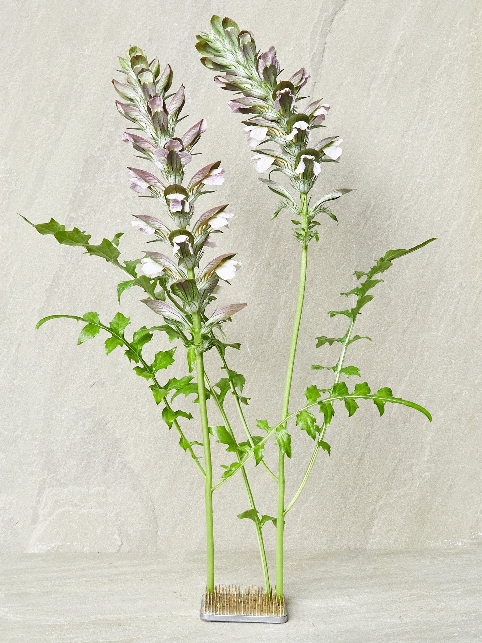Acanthus mollis aka Bjørnetidsel Seed 
