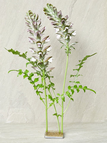 Acanthus mollis aka Bjørnetidsel Seed 