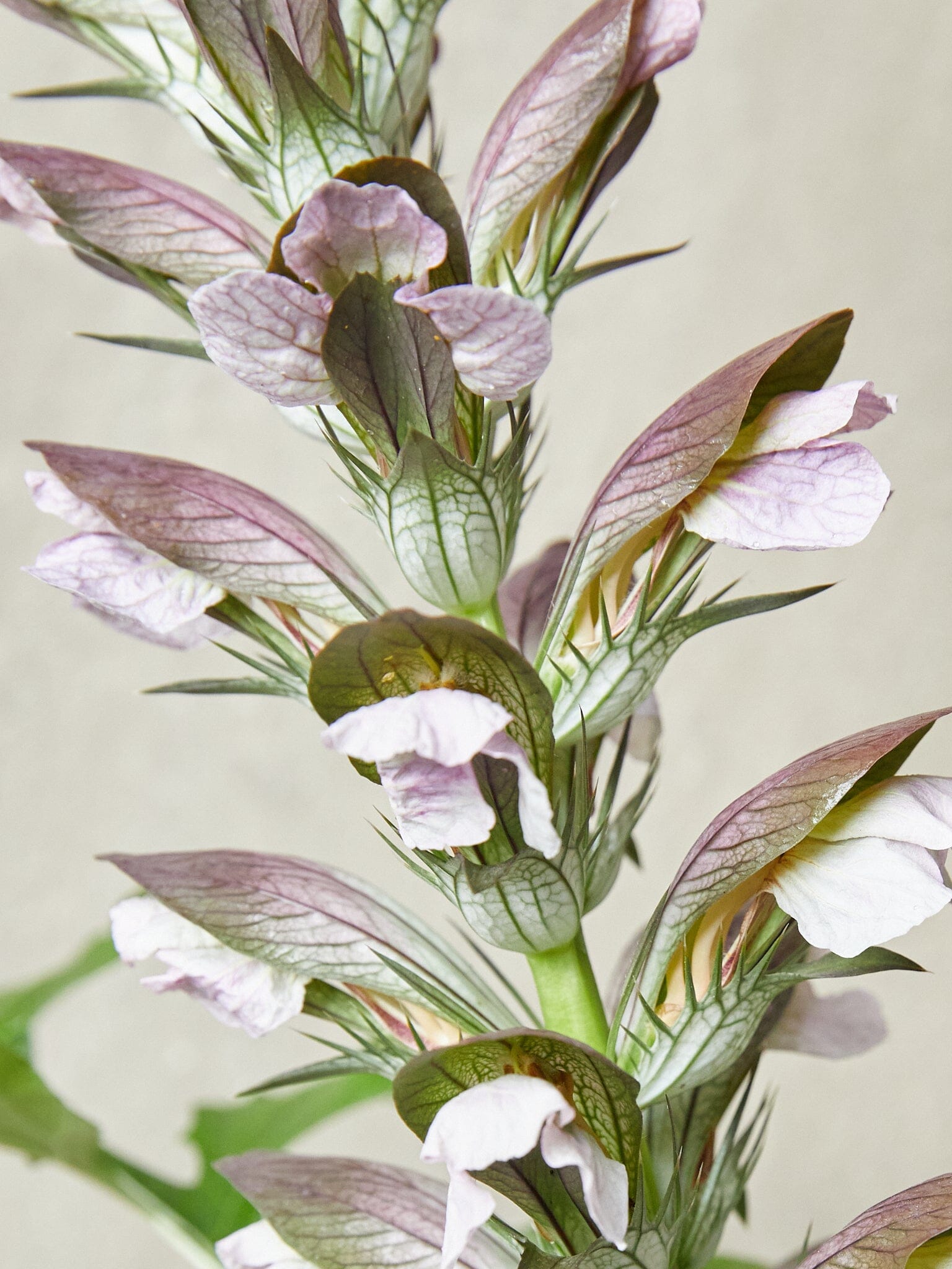 Acanthus mollis aka Bjørnetidsel Seed 