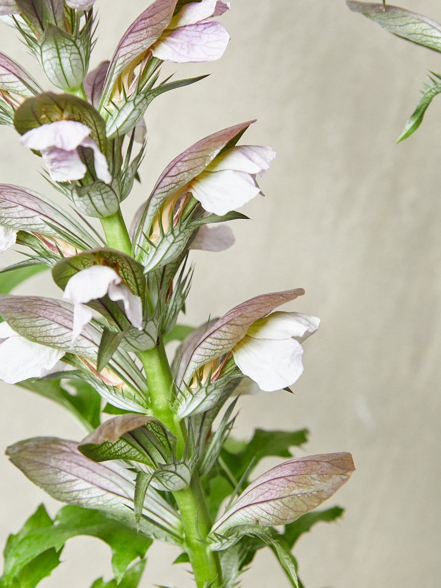 Acanthus mollis aka Bjørnetidsel Seed 