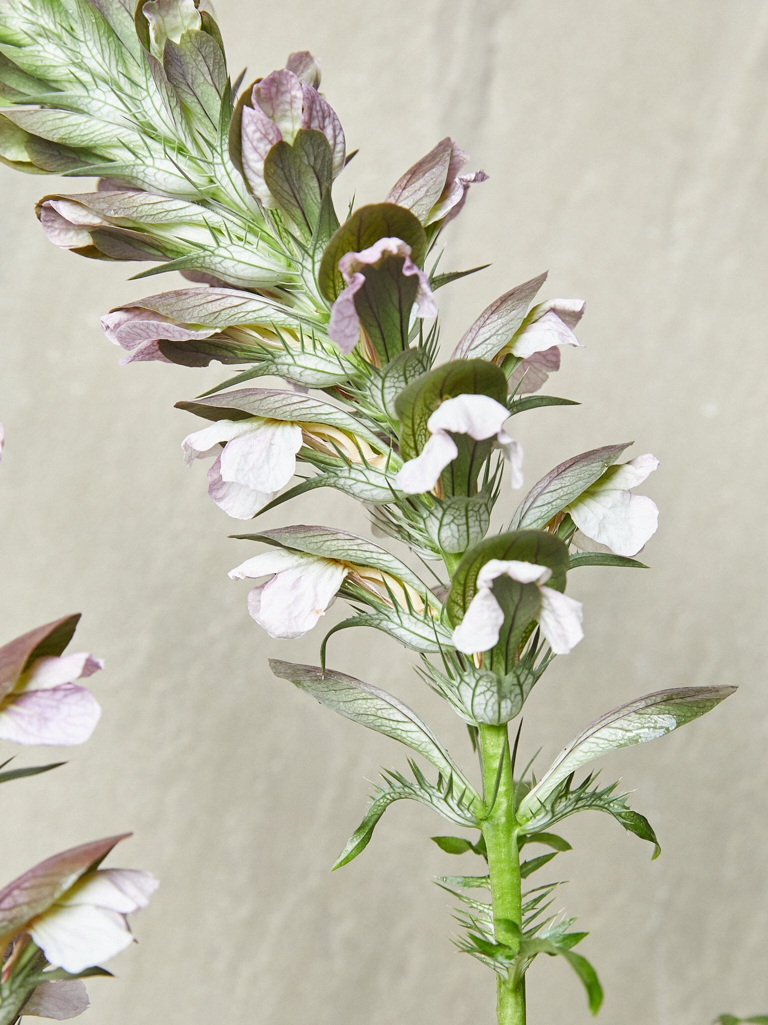 Acanthus mollis aka Bjørnetidsel Seed 