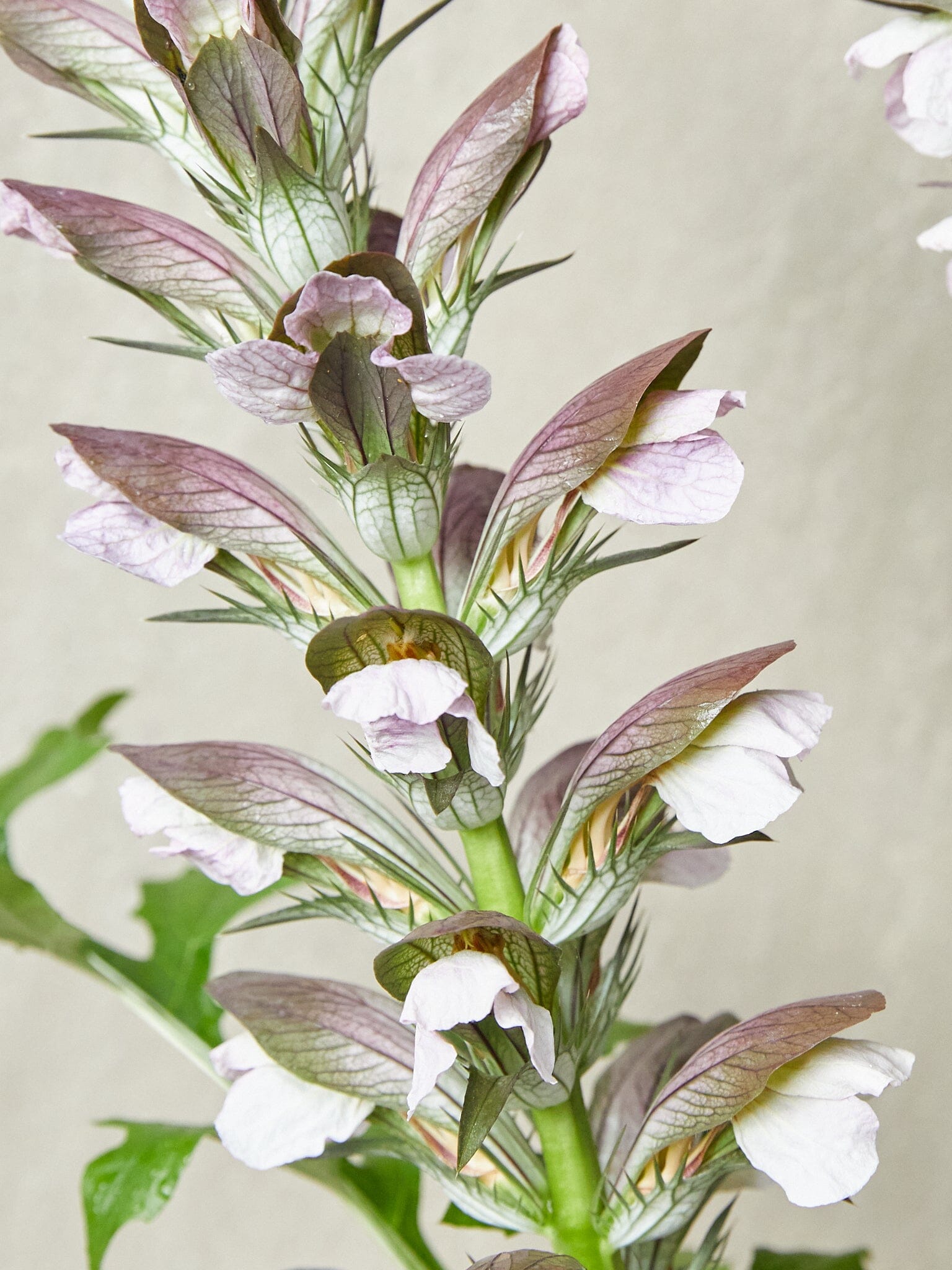Acanthus mollis aka Bjørnetidsel Seed 