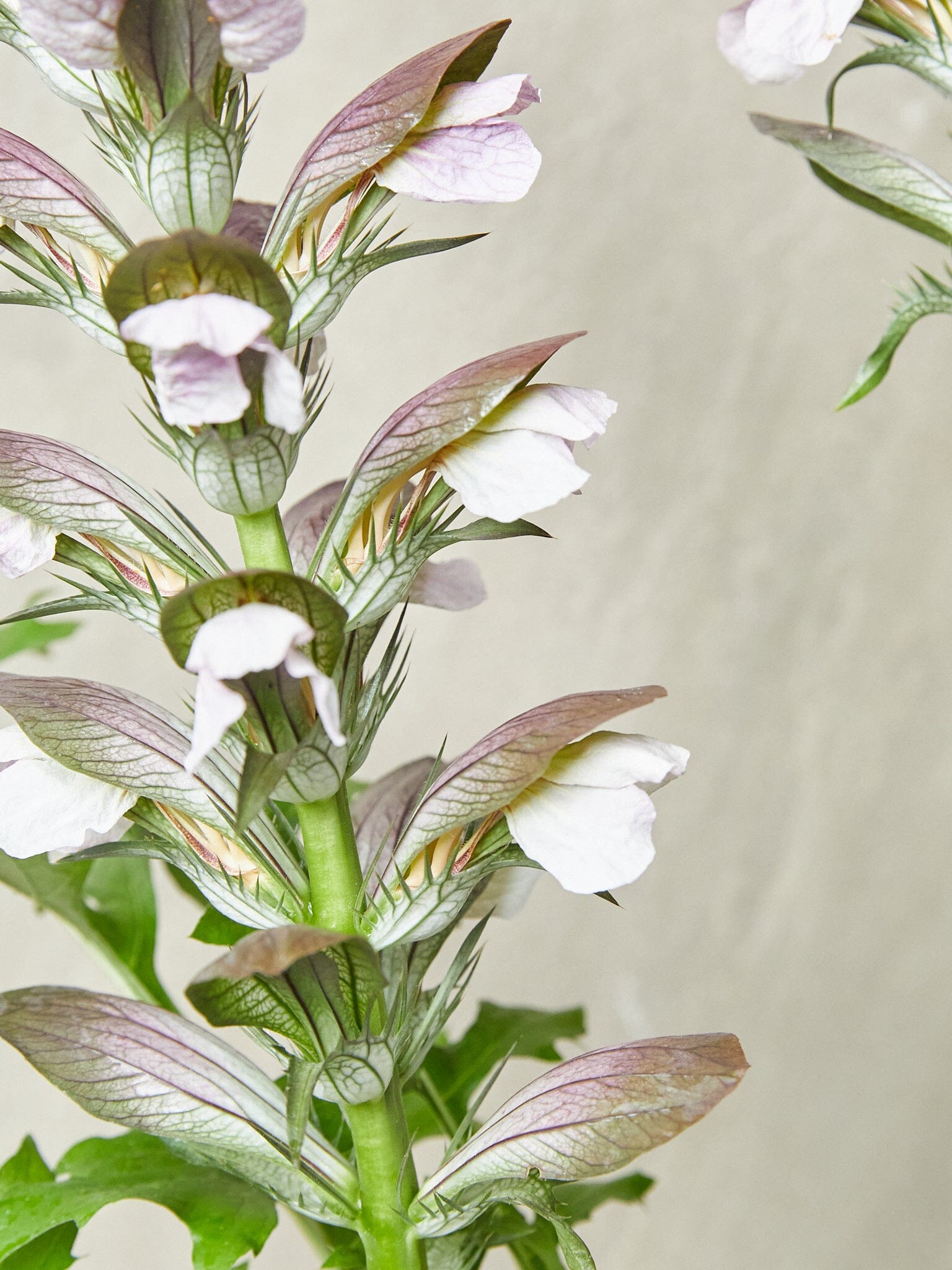 Acanthus mollis aka Bjørnetidsel Seed 