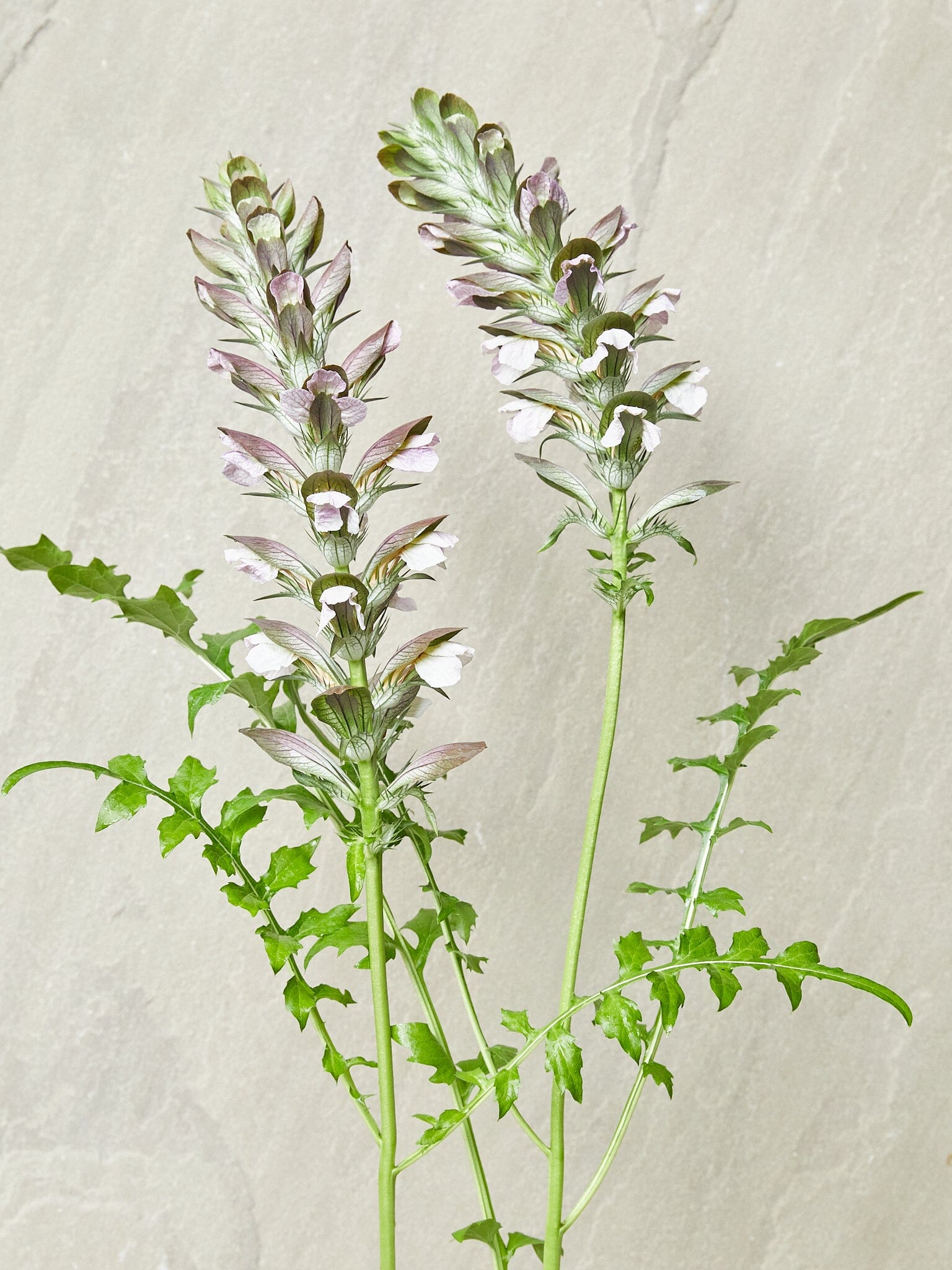 Acanthus mollis aka Bjørnetidsel Seed 