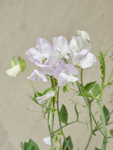 Indlæs billede til gallerivisning Ærteblomst &#39;Arthur Hellyer&#39; Seed 
