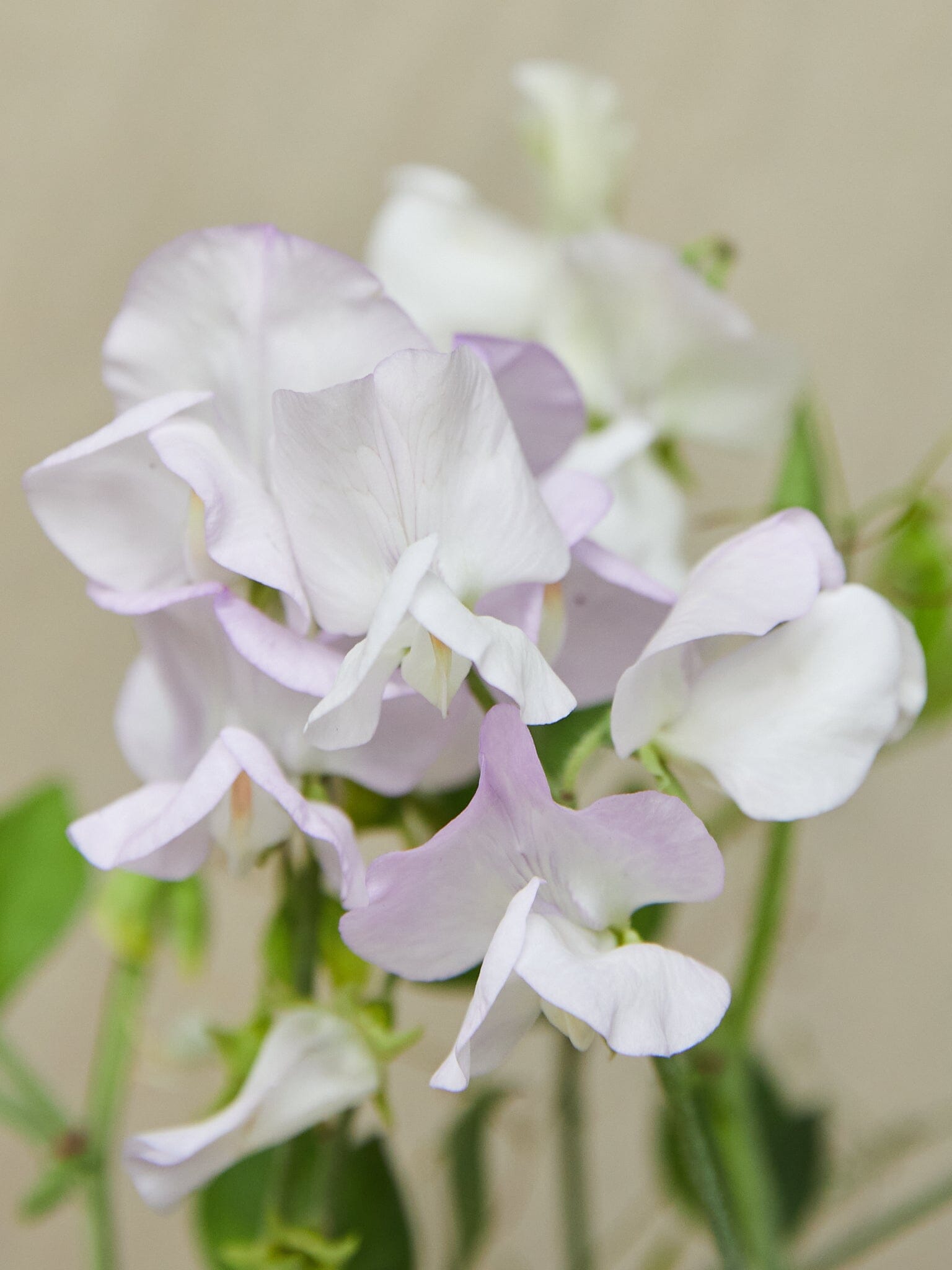 Ærteblomst 'Arthur Hellyer' Seed 