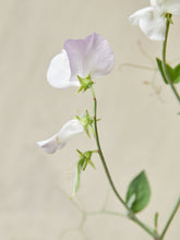 Indlæs billede til gallerivisning Ærteblomst &#39;Arthur Hellyer&#39; Seed 
