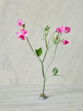 Indlæs billede til gallerivisning Ærteblomst &#39;Elegance Deep Rose&#39; Seed 
