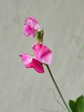 Indlæs billede til gallerivisning Ærteblomst &#39;Elegance Deep Rose&#39; Seed 
