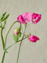 Indlæs billede til gallerivisning Ærteblomst &#39;Elegance Deep Rose&#39; Seed 
