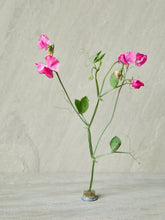 Indlæs billede til gallerivisning Ærteblomst &#39;Elegance Deep Rose&#39; Seed 
