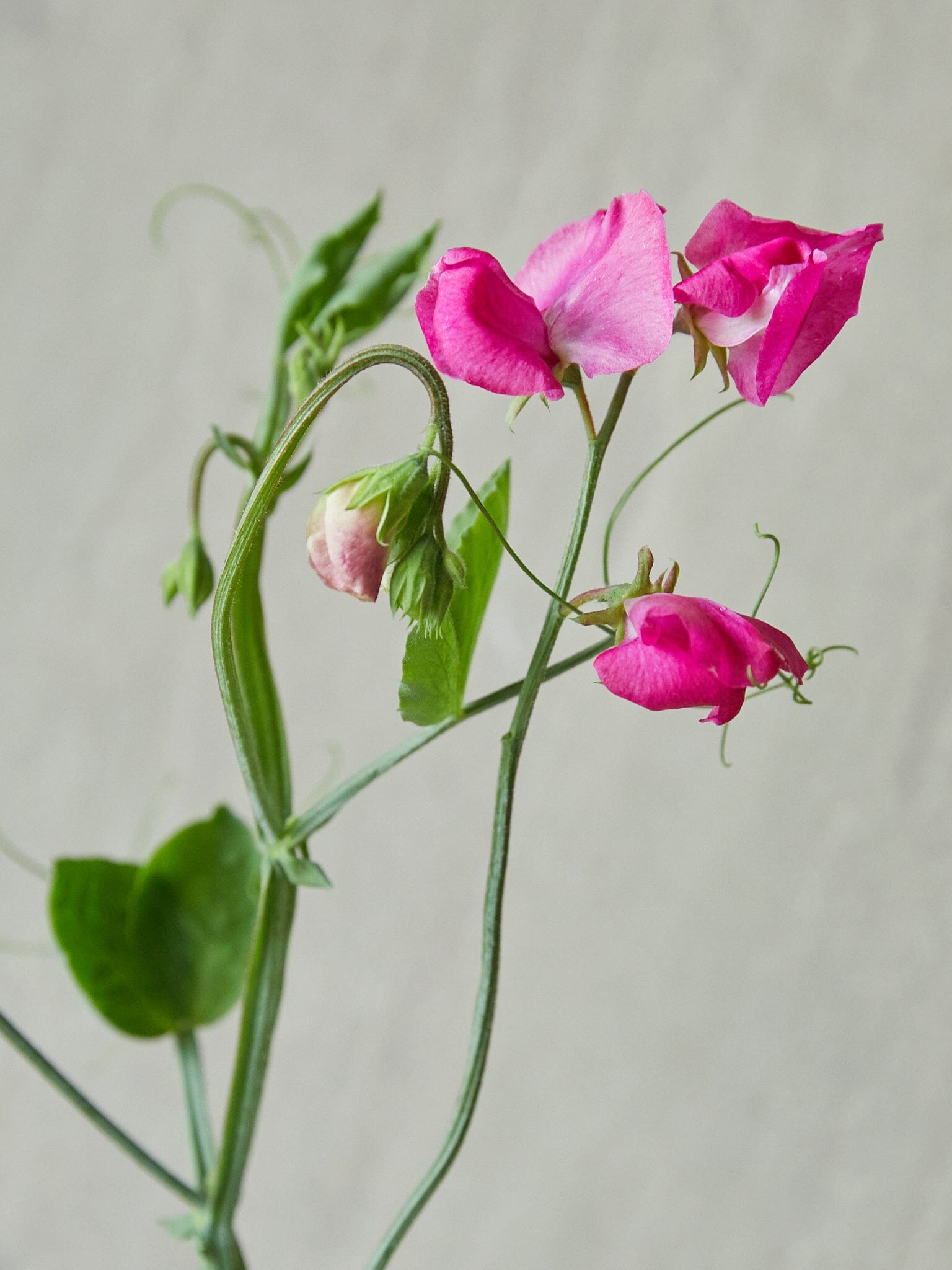Ærteblomst 'Elegance Deep Rose' Seed 