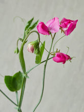Indlæs billede til gallerivisning Ærteblomst &#39;Elegance Deep Rose&#39; Seed 
