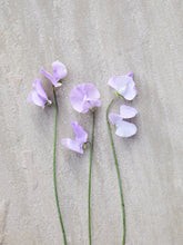 Indlæs billede til gallerivisning Ærteblomst &#39;Elegance Lavender&#39; Seed 
