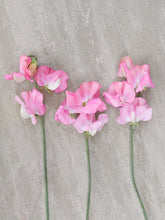 Indlæs billede til gallerivisning Ærteblomst &#39;Elegance Pink Diana&#39; Seed 
