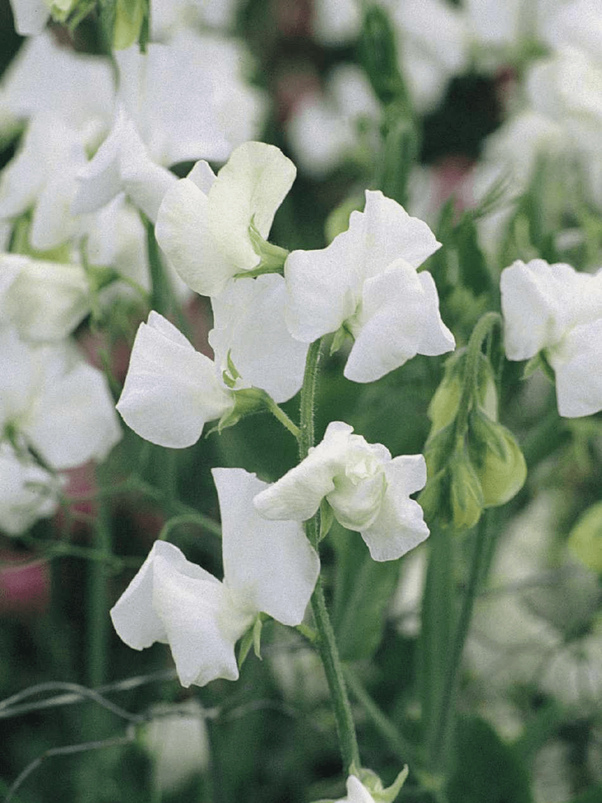 Ærteblomst 'Elegance White' Seed 