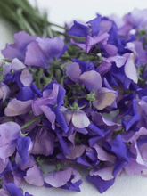 Indlæs billede til gallerivisning Ærteblomst &#39;Erewhon&#39; Seed 
