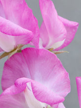 Indlæs billede til gallerivisning Ærteblomst &#39;Gwendoline&#39; Seed 
