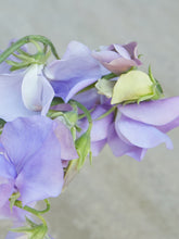 Indlæs billede til gallerivisning Ærteblomst &#39;Just Julia&#39; Seed 
