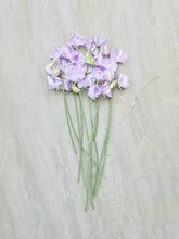 Indlæs billede til gallerivisning Ærteblomst &#39;Royal Lavender&#39; Seed 
