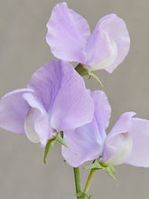 Indlæs billede til gallerivisning Ærteblomst &#39;Royal Lavender&#39; Seed 
