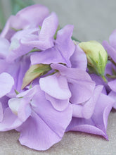 Indlæs billede til gallerivisning Ærteblomst &#39;Royal Lavender&#39; Seed 
