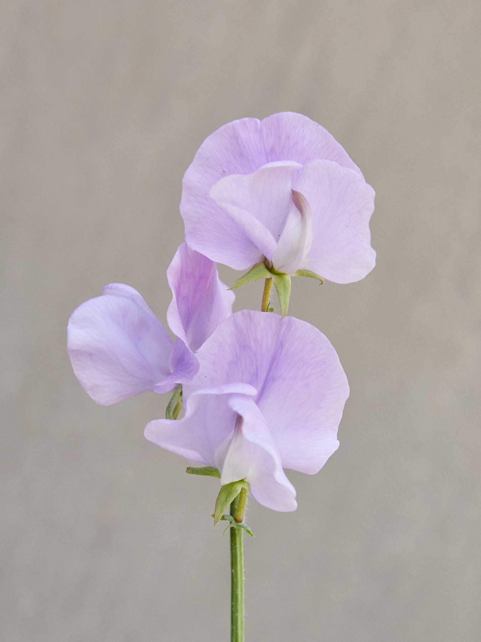 Ærteblomst 'Royal Lavender' Seed 