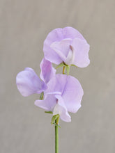 Indlæs billede til gallerivisning Ærteblomst &#39;Royal Lavender&#39; Seed 

