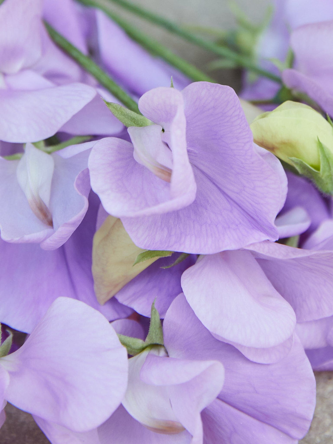 Ærteblomst 'Royal Lavender' Seed 