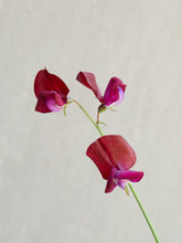 Indlæs billede til gallerivisning Ærteblomst &#39;Royal Maroon&#39; Seed 
