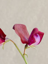 Indlæs billede til gallerivisning Ærteblomst &#39;Royal Maroon&#39; Seed 
